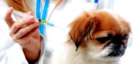 infecțioasă hepatita