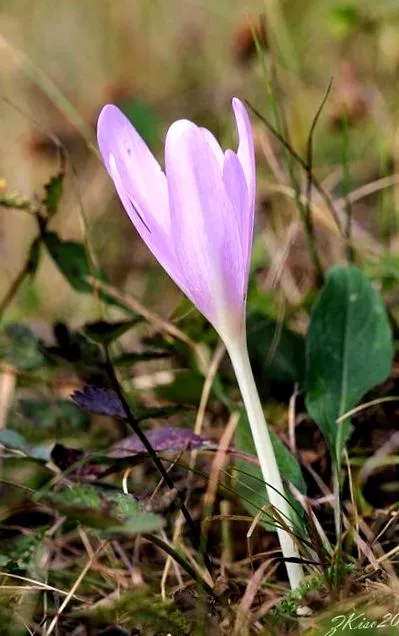 colchicum colchicum