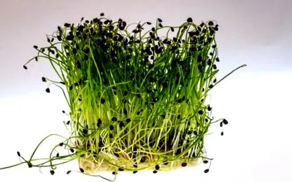 planta planta