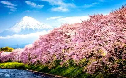 hanami înflorește
