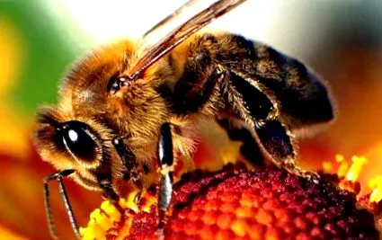 pesticidele înfometați