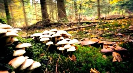 ciupercile lumea