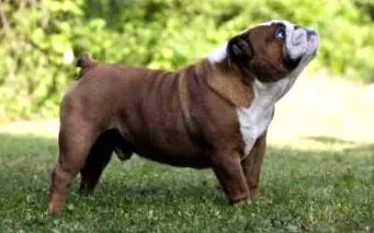 ROYAL CANIN fierbinte