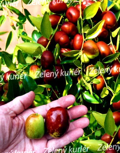 jujube