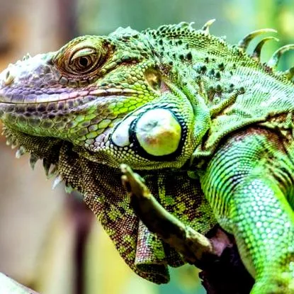iguana verde