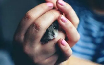 companie