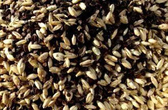 spelt
