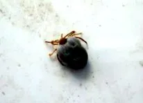 betegségek