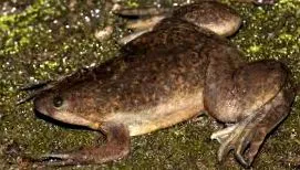 xenopus laevis