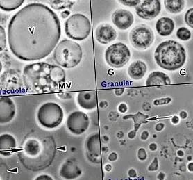 nedir hominis