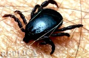 велат дека