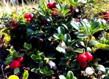 antioxidáns