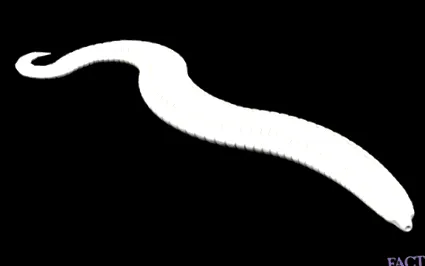 könyv