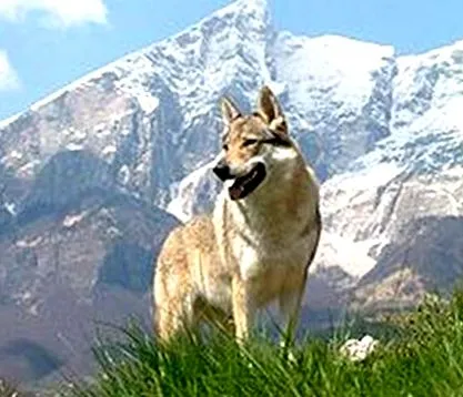 fișiere campania