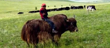 mongolia