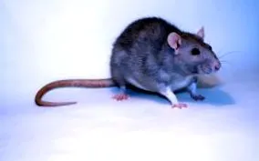 animale testat