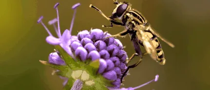 allergia