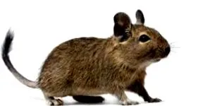 degu