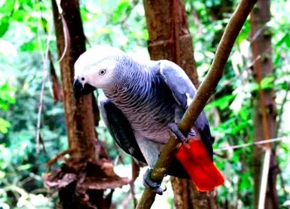 psittacus жако