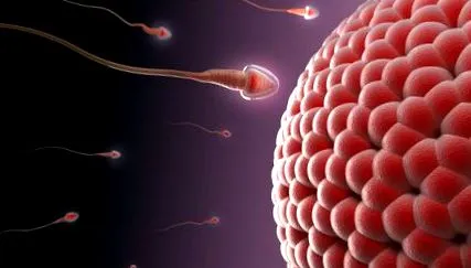fertilizare