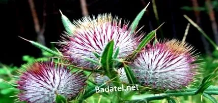 plantă