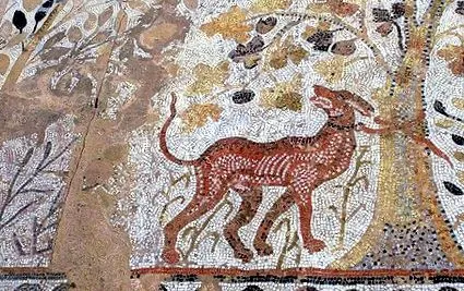 câine surse