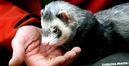 dihori