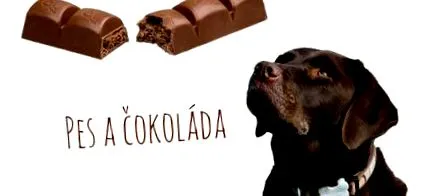ciocolată