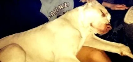 убие полицията