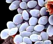 candida