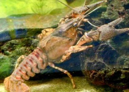 raci orconectes