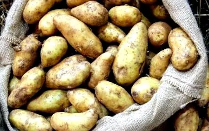 transformă transformă