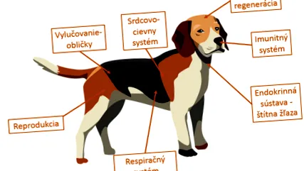 tratamentul animalelor