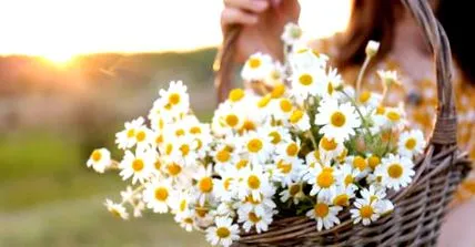 cosmetice