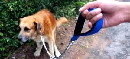 câine câinilor
