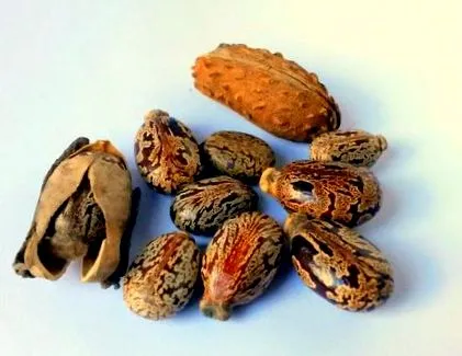 ricin întărește