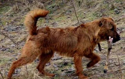 terrier sport