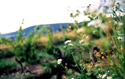 alchimia atunci când