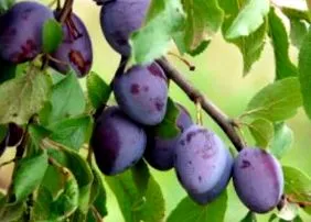 топки вкус