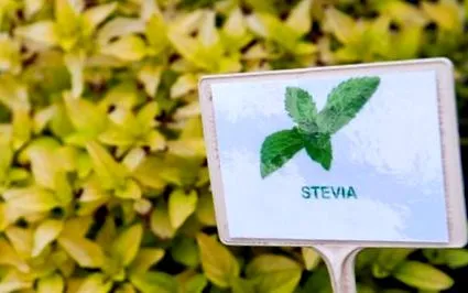 stevia