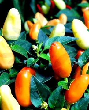 chilli
