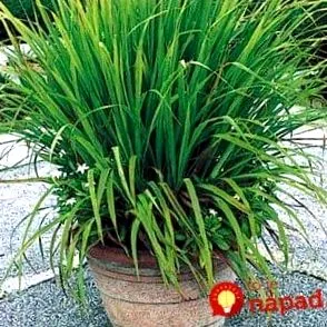 plantă