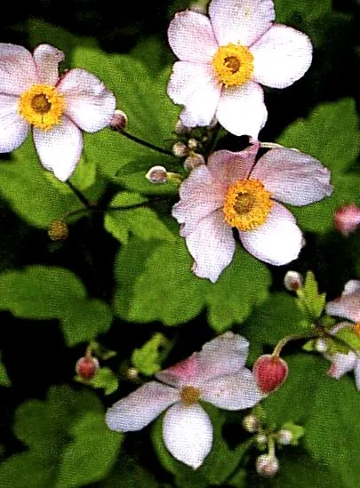 veternica