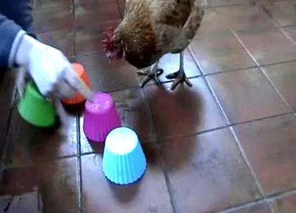 animale