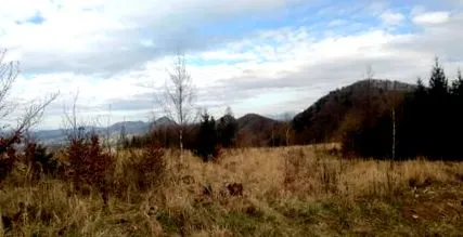 drtič