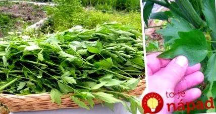 bătrânilor care