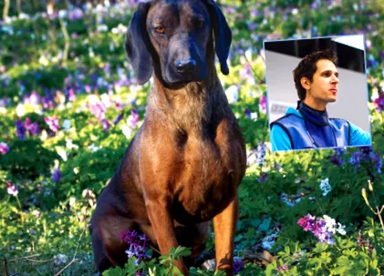 Dacă câinele medicul veterinar