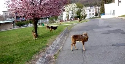 telepedett