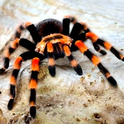 smithi