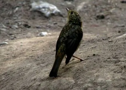 acolo Tulpină